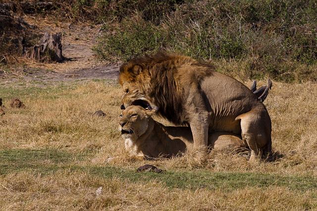 127 Okavango Delta, love.jpg